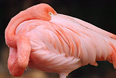 BRD 11 TL0007 01
Profile Of Flamingo Sleeping With Dark Background