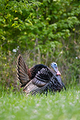 BRD 12 DA0001 01
Wild Turkey Strutting In Field Mississippi