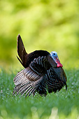 BRD 12 DA0002 01
Wild Turkey Strutting In Field Mississippi