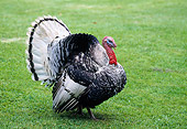 BRD 12 GL0001 01
Royal Turkey Standing On Grass