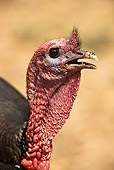 BRD 12 MC0001 01
Head Shot Of Wild Turkey Male Central Pennsylvania