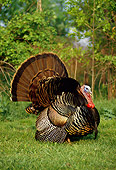 BRD 12 DB0001 01
Profile Of Turkey Displaying Feathers