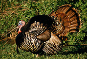 BRD 12 DB0002 01
Profile Of Turkey Displaying Feathers