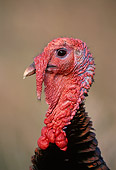 BRD 12 DB0003 01
Profile Head Shot Of Turkey