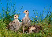 BRD 12 KH0001 01
Three Turkey Chicks Standing And Sitting In Grass