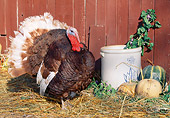 BRD 12 LS0001 01
Bourbon Red Turkey Standing On Straw By Red Barn, Crock, Gourds