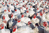BRD 12 LS0002 01
Flock Of Domestic White Turkeys Standing