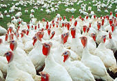 BRD 12 RC0001 01
Flock Of Domestic White Turkeys On Grass