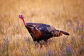 BRD 12 RK0001 05
Profile Shot Of A Wild Turkey On Dry Grass