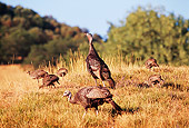 BRD 12 RK0003 02
A Flock Of Wild Turkeys Standing On Dry Grass