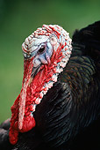 BRD 12 RK0004 02
Head Shot Of Turkey