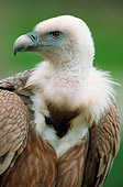 BRD 13 AC0009 01
Portrait Of Griffon Vulture