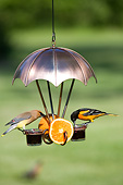 BRD 13 DA0001 01
Baltimore Oriole And Cedar Waxwing Feeding At Jelly Feeder
