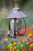 BRD 13 DA0002 01
Carolina Chickadee And Northern Cardinal Male Perched On Copper Lantern Feeder