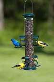 BRD 13 DA0003 01
American Goldfinches And Indigo Bunting Perched On Sunflower Tube Feeder