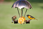 BRD 13 DA0004 01
Baltimore Oriole Female And Cedar Waxwing Feeding At Jelly Feeder
