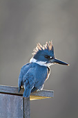 BRD 13 DA0005 01
Belted Kingfisher Male Sitting On Wood Duck Nest Box At Wetland