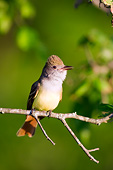 BRD 13 DA0006 01
Great Crested Flycatcher Singing On Twig