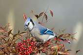 BRD 13 DA0007 01
Blue Jay In Nandina Heavenly Bamboo Bush