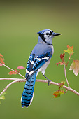BRD 13 DA0008 01
Blue Jay Perched On Twig