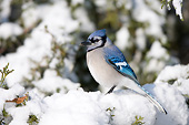 BRD 13 DA0009 01
Blue Jay Perched In Keteleeri Juniper In Winter