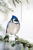 BRD 13 DA0010 01
Blue Jay Perched On Blue Atlas Cedar In Winter