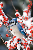BRD 13 DA0011 01
Blue Jay Perched In Common Winterberry In Winter