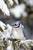 BRD 13 DA0012 01
Blue Jay Perched In Fir Tree In Winter