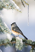 BRD 13 DA0013 01
Tufted Titmouse Perched In Blue Atlas Cedar In Winter
