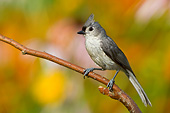 BRD 13 DA0014 01
Tufted Titmouse Perched On Twig In Garden