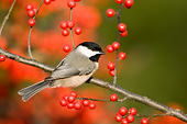 BRD 13 DA0015 01
Carolina Chickadee Perched On Common Winterberry Bush