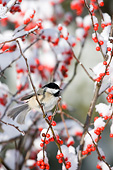 BRD 13 DA0016 01
Carolina Chickadee Perched On Common Winterberry Bush In Winter