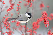 BRD 13 DA0017 01
Carolina Chickadee Perched On Common Winterberry Bush In Winter