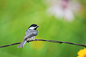 BRD 13 DA0018 01
Carolina Chickadee Perched On Barbed Wire Fence In Garden