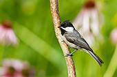 BRD 13 DA0019 01
Carolina Chickadee Perched On Branch In Garden