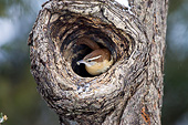 BRD 13 DA0020 01
Carolina Wren Sitting In Cavity Of Dead Tree In Winter