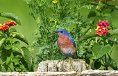 BRD 13 DA0021 01
Eastern Bluebird Male Standing On Wooden Fence In Garden