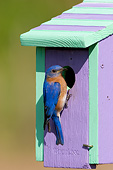BRD 13 DA0022 01
Eastern Bluebird Male Perched On Nest Box