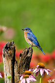 BRD 13 DA0023 01
Eastern Bluebird Male Perched On Fence Post In Garden