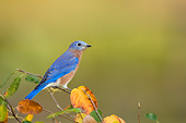 BRD 13 DA0024 01
Eastern Bluebird Male Perched In Serviceberry Bush In Autumn