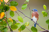 BRD 13 DA0025 01
Eastern Bluebird Male Perched In Serviceberry Bush In Autumn