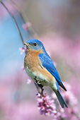 BRD 13 DA0027 01
Eastern Bluebird Male Perched On Eastern Redbud In Spring