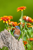 BRD 13 DA0028 01
Eastern Bluebird Male Standing On Fence Post In Garden
