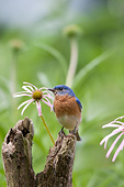 BRD 13 DA0029 01
Eastern Bluebird Male Standing On Fence Post In Garden