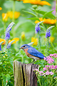 BRD 13 DA0030 01
Eastern Bluebird Male Standing On Fence Post By Blue Veronica, Pink Yarrow And Black-Eyed Susans