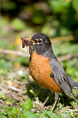 BRD 13 DA0031 01
Portrait Of American Robin With Worms In Beak