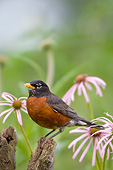 BRD 13 DA0032 01
American Robin Standing On Fence Post In Garden