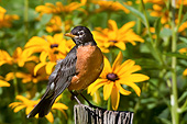 BRD 13 DA0033 01
American Robin Standing On Fence Post By Black-Eyed Susans