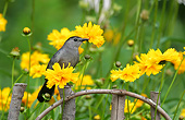 BRD 13 DA0034 01
Gray Catbird Perched On Wooden Fence By Lance-Leaved Coreopsis