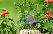 BRD 13 DA0035 01
Gray Catbird Standing On Wooden Fence In Garden